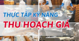 THU HOẠCH, CHẾ BIẾN GIÁ