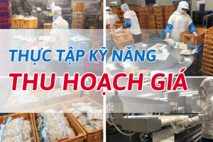 THU HOẠCH, CHẾ BIẾN GIÁ