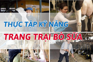 TRANG TRẠI BÒ SỮA